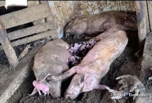 Produtor rural é preso por maus-tratos a animais em fazenda de Luz
